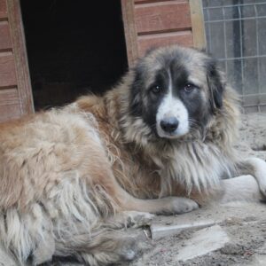 ELAA (♀) - vermisst 11/24