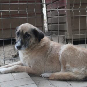 EVAA - vermisst 04/2023