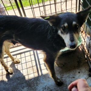 LENYA (♀) - Notfall! - zu dünn - sehr besorgt im Shelter - sollte zeitnah reisen