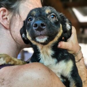 MARLEY (♂)- auf PS im PLZ Bereich 95 - vermittelt