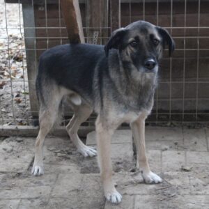 PUSCHKIN - vermisst 04/2023