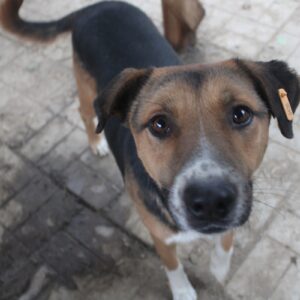 VALKO - auf Pflegestelle in PLZ 5 - vermittelt