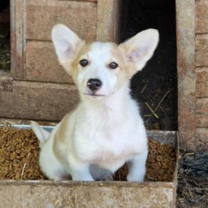 DUMBO (♂) - sollte zeitnah ausreisen - vermittelt Betty