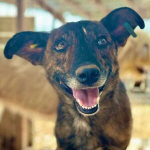 ZLATAN (♂) - ausgereist zum TST Rösrath