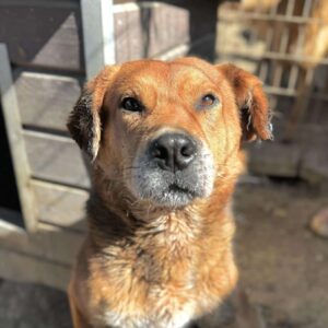 ZORAN (♂) - vermisst 11/24