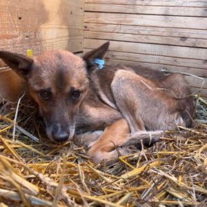 MICKY - Notfall im Shelter - auf PDR PS im PLZ Bezirk 7 - vermittelt