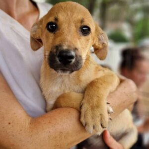 CHACE (♂) - vermittelt MD