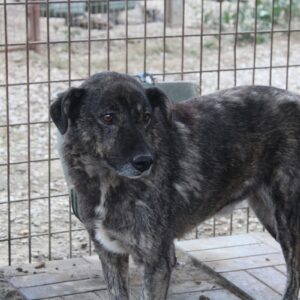 SHADDY (♂) - seit mind. 2019 im Shelter