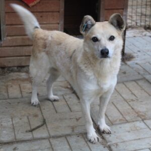 LISKAR (♀) - ausgereist zum TH Iserlohn (AL)