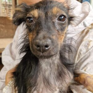 BLISSY (♀) -ausgereist zu Vierbeiner in Not