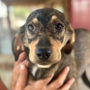 AIKO (♂) - ausgereist zu Tiere brauchen Freunde