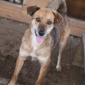 TILLIE - vermisst 11/24