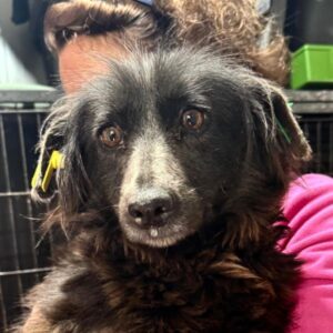 POLLY (♀) - Notfall! - völlig abgemagert - kommt nicht ans Futter - sollte zeitnah reisen! - reserviert Tierhilfe Lebenswert DR 25.05.