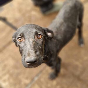 MODESTE (♂) - ausgereist zur SHR e.V.