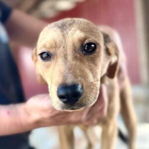 WEGA (♀) - auf PS im PLZ Bereich 54 - vermittelt