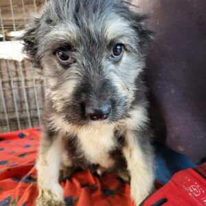 HOLGER (♂) - vermittelt MD