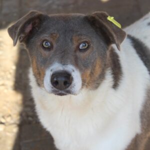 KAMELO - auf Pflegestelle in PLZ 5 vermittelt