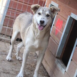 JUNEH (♀) - seit 2019 im Shelter