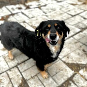 ALIKI (♀) - ausgereist zum TST Rösrath