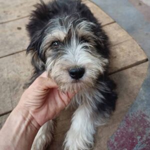 POW (♂) - ausgereist zur Hundescheune Fläming