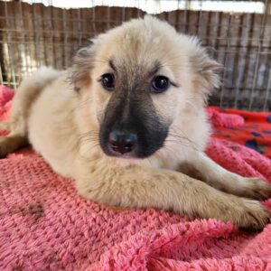 RIVA (♀) - ausgereist auf PDR PS im PLZ Bezirk 46 - vermittelt