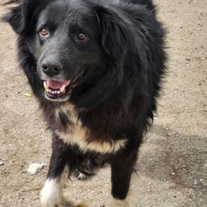 LARIS (♂) - auf PS im PLZ Bereich 65 - vermittelt