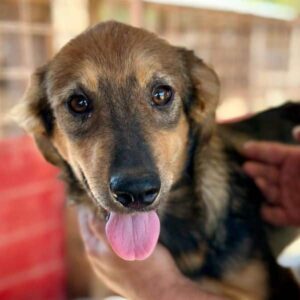 AYLEEN (♀) - auf PS im PLZ Bereich 66 - vermittelt