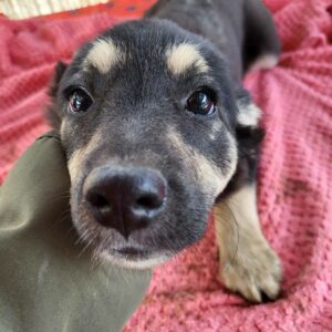 AMANDA (♀) - vermittelt MD