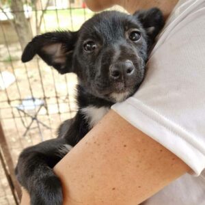 JULCHEN (♀) - vermittelt MH