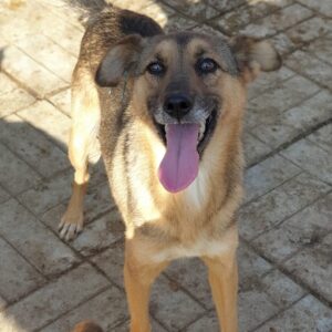 HERBERT - auf Pflegestelle in PLZ 5 vermittelt