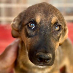 PAN TAU (♂)- auf PS im PLZ Bereich 56 - vermittelt