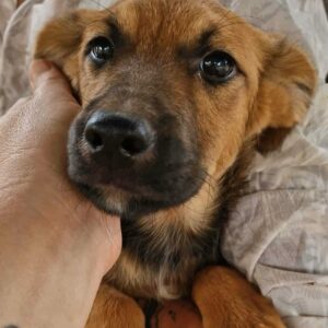 LENJA (♀) - vermittelt BD