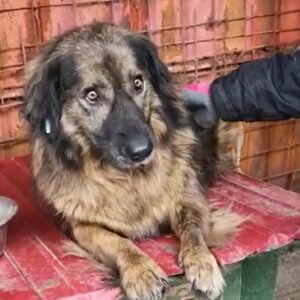 NILANA - reserviert NH vermittelt