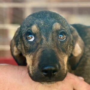 EVAN (♂) - ausgereist zu Vierbeiner in Not