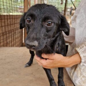 CARLY (♀) - reserviert Tierhilfe Lebenswert DR - vermittelt 25.10.24