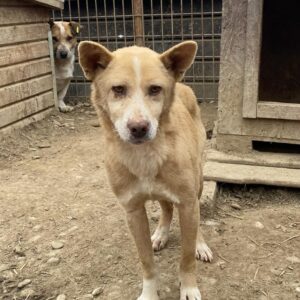 PUMI - Notfall - Mobbingopfer - reserviert Tierhilfe Lebenswert DR (10.03.) - vermittelt