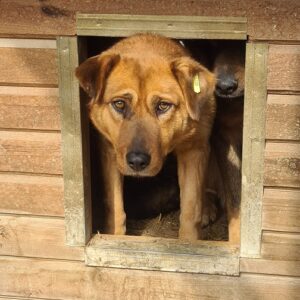 PIUMA - vermisst 11/24