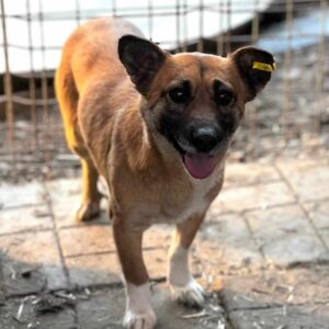 KLEINMY (♀) - ausgereist zu TINO