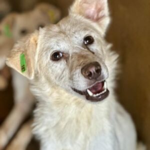 TAIMA (♀) - RBB 08/24