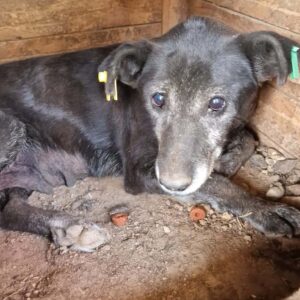 MABIA (♀) - vermittelt NH