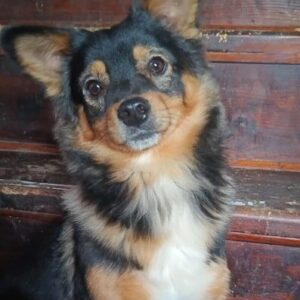 PEDRO - Mobbingopfer - ausgereist zu Vierbeiner in Not