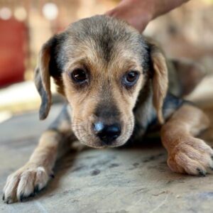 MOTTI (♀)- auf PS im PLZ Bereich 47 - vermittelt