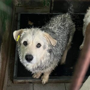 DARREN - ausgereist zum TH Tuttlingen