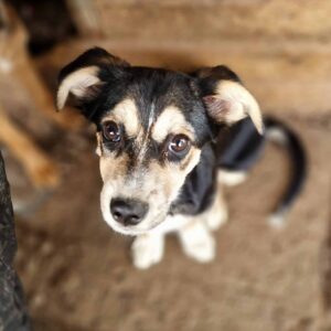 CUINN (♂) - ausgereist zu Vierbeiner in Not