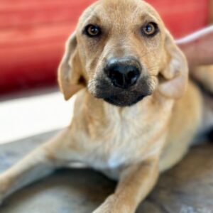 EIRIK (♂) - vermittelt MD