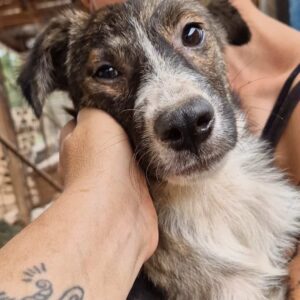 EMELY (♀) - ausgereist zur Tierhilfe Lebenswert (AM)