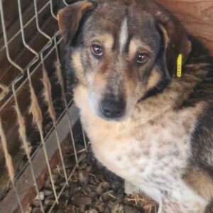 SVANUR - vermisst 03/23