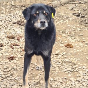 THEODOR (♂) - seit mindestens 2016 im Shelter - ausgereist zur Tierhilfe Lebenswert DR 17.01.2025