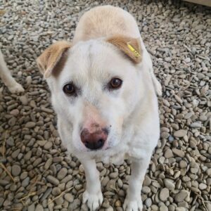 NANDO - seit mind. 2018 im Shelter - ausgereist zum TH Wannigsmühle