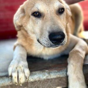 CHIKO (♂) - auf PS im PLZ Bereich 66 - vermittelt